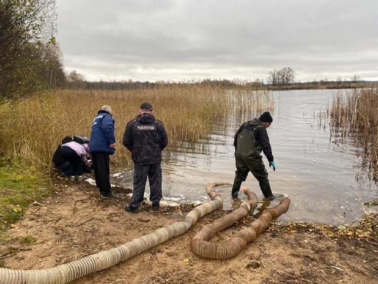 Озерo Ущо Псковской области пополнили молодью судака 