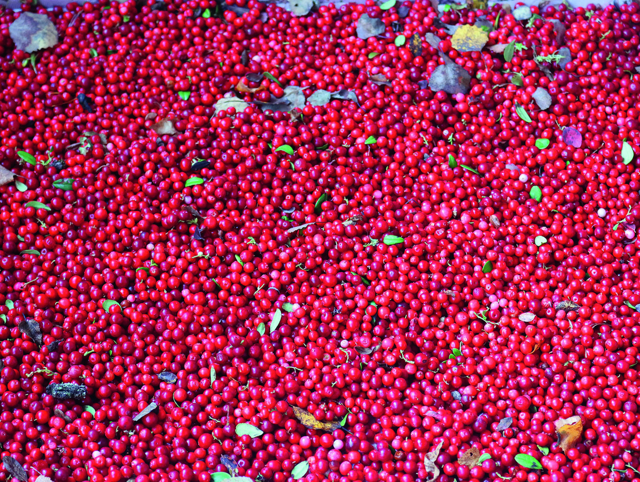 Изображение Брусника — одна из любимых ягод не только человека, но и медведя  фото: Дмитрий ВАСИЛЬЕВ 