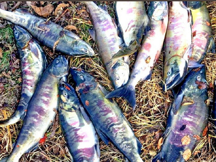 Браконьеров отлавливают сразу по прибытию в нацпарк