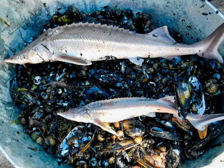 Ученые считают возможным исключение стерляди из Красной книги