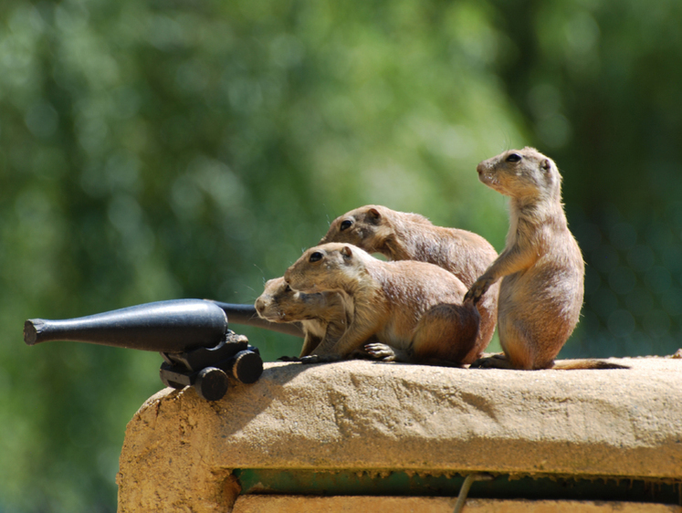 Где искать державу и ресурсы? «Мангазея» и слепота власти