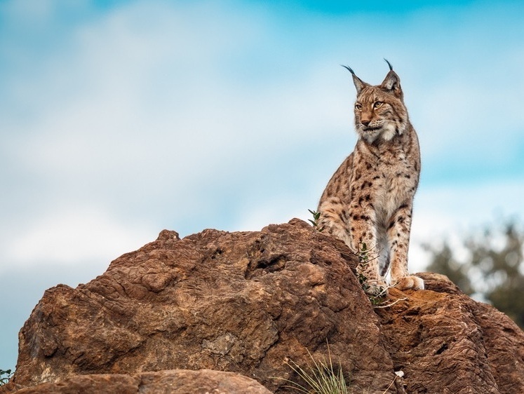 Антинаучная зоошиза. Жители Московской области начали опасаться рысей