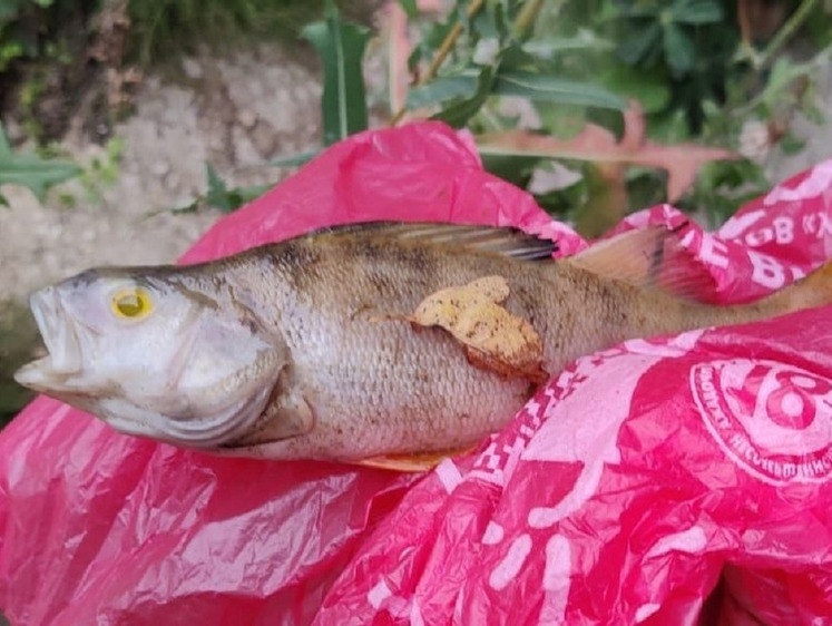 Рыбу в реке отравили нитритами и фосфатами