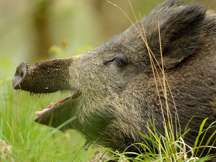 Ростовский изверг расстрелял кабаних из охотничьего ружья