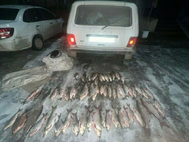 Браконьер плохо замаскировал улов и сети