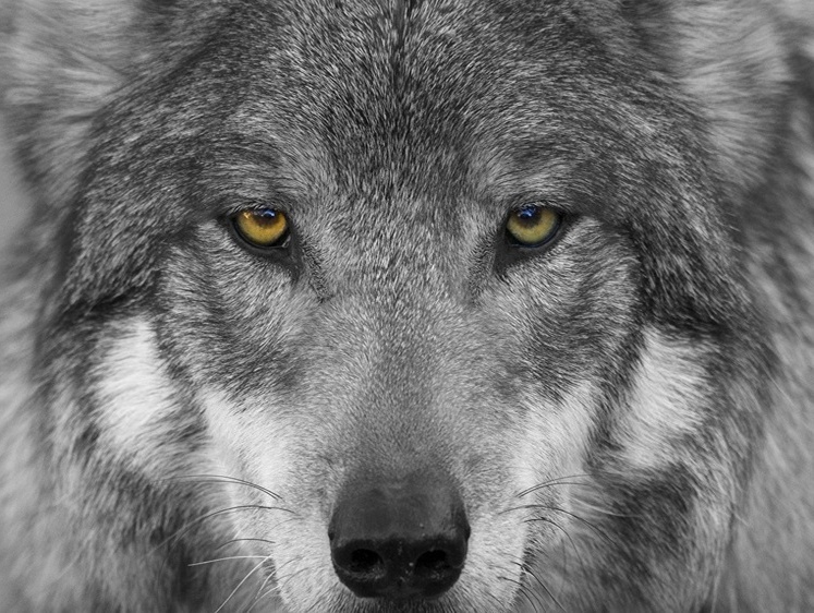 Зачистка проведена. Петербургские охотники исчерпали лимит на волка