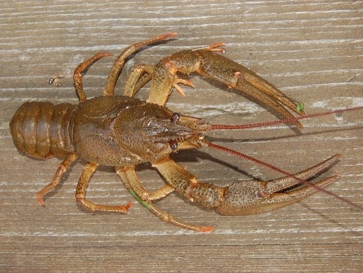 Изображение В Астрахани в авто нашли браконьерских раков и осетров