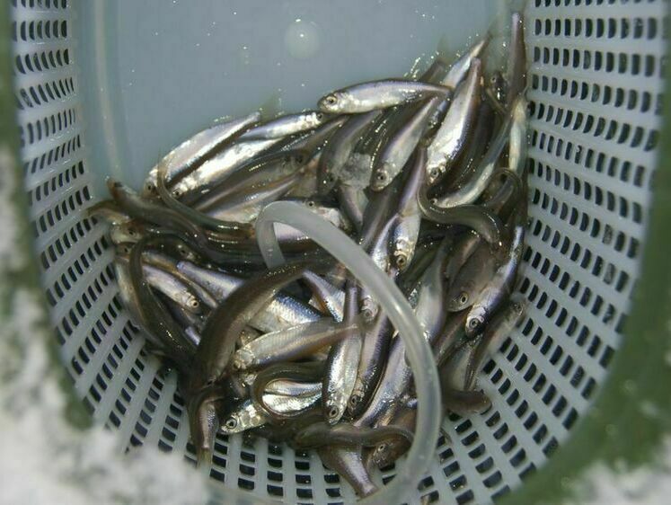 Что у рыбы в животе?