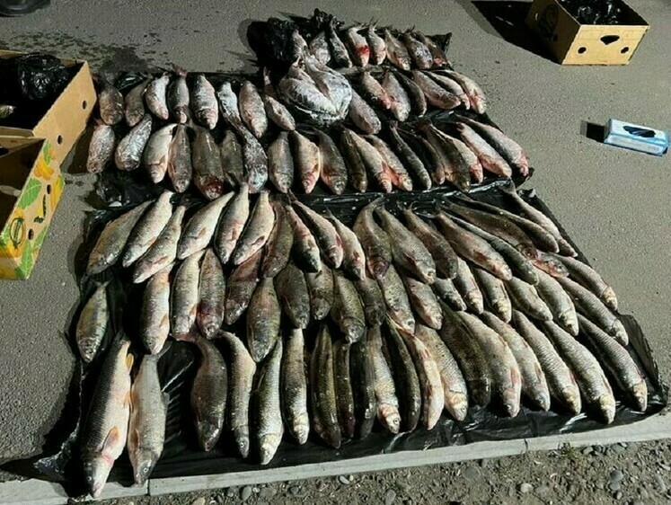Крупная партия рыбы изъята на КПП в Дагестане 