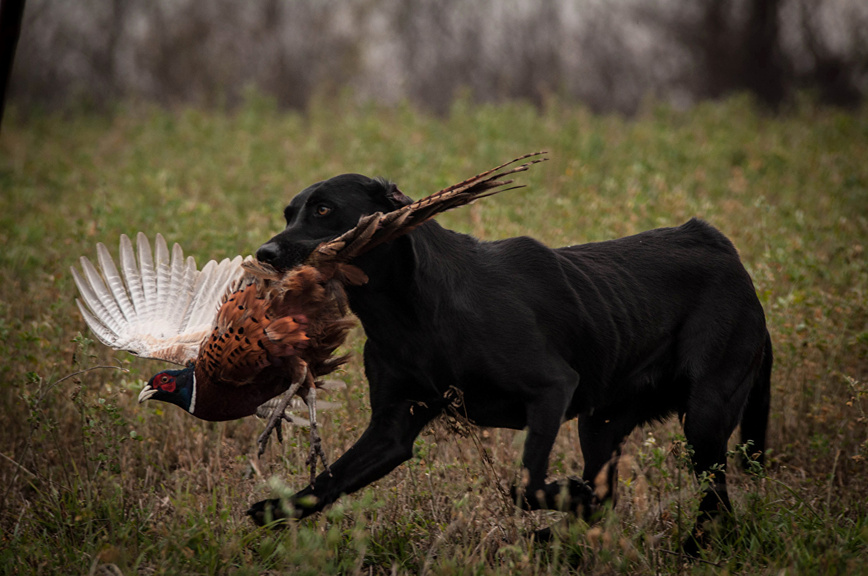 Изображение Фото: 1zoom.ru/svetik