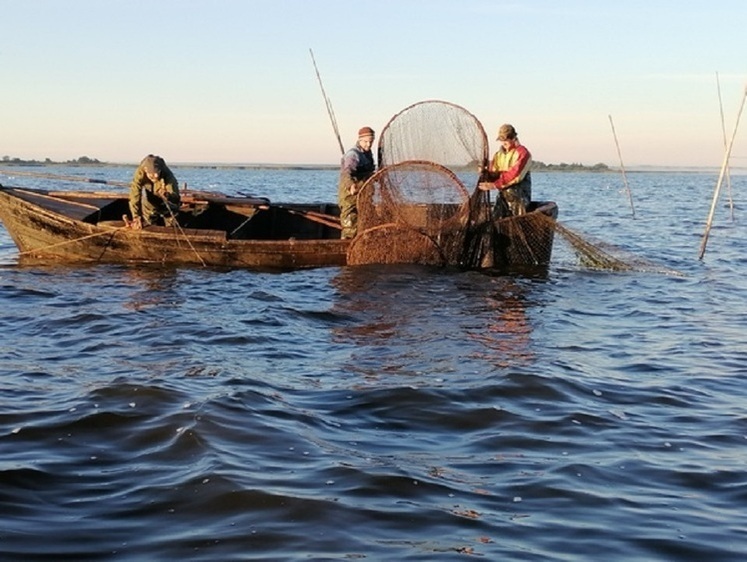 В Псковском озере обитают амуры, толстолобики и угри