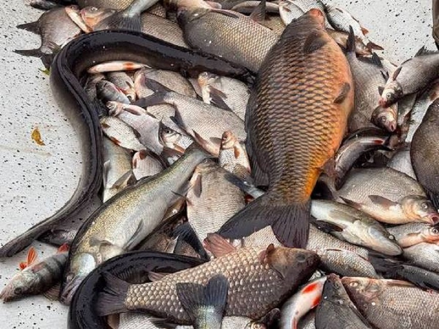 Изображение Фото: Псковский филиал ВНИРО. 