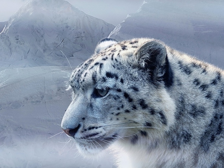 Осмелели: саянские ирбисы начали рвать домашних яков чабанов