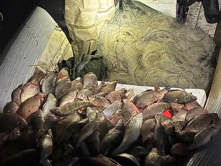 В Куршском заливе в сети идут карась, судак, сазан и другие рыбы