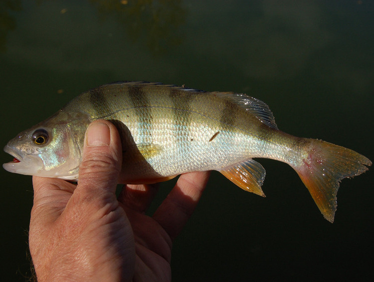 Ловля окуня перед ледоставом
