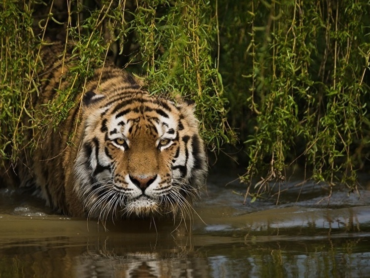 Людоеды на все времена. Атаки тигров во время войны США во Вьетнаме