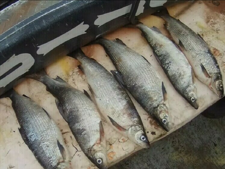 В Вологодской области до 30 ноября запрещено ловить сигов