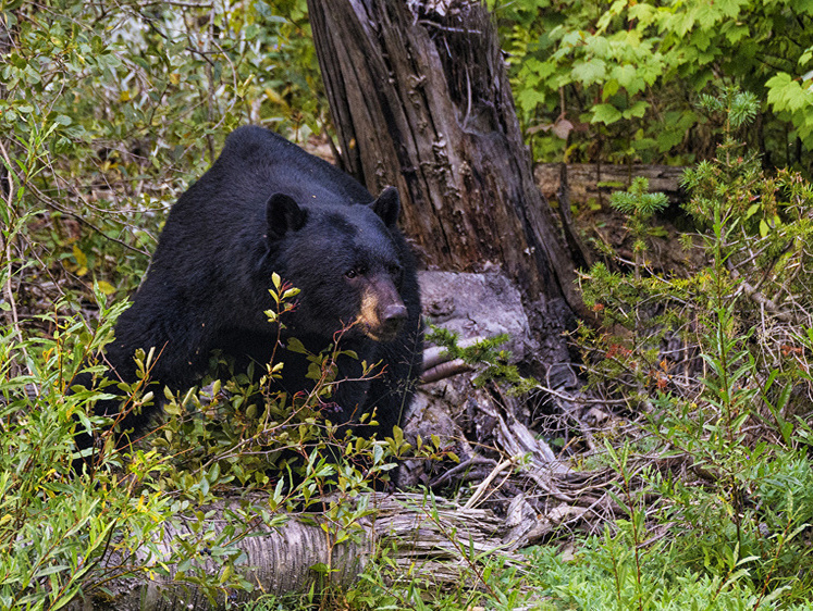 Кто крайний? Ворвавшийся в магазин медведь бросился за ребенком