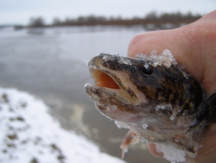 Рыболовные новости Беларуси