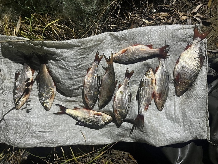 Рыбоохрана ВК ТУ ФАР зафиксировала четыре уголовных браконьерства