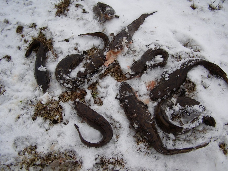 Изображение Фото: Линника Николая. 