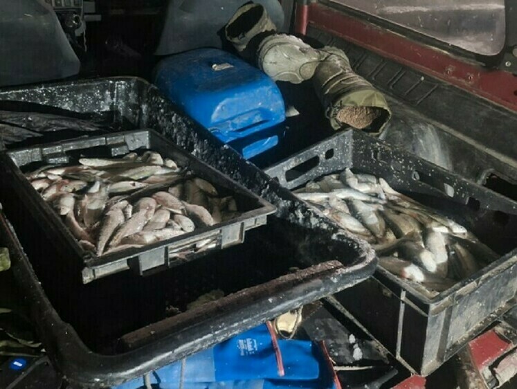 При осмотре авто полицейские нашли 490 шт. пеляди