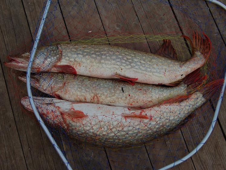 Предзимний спиннинг на Волге