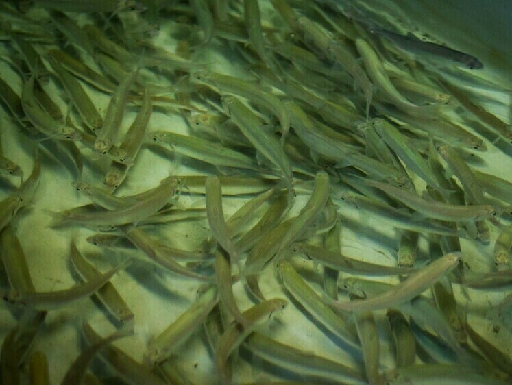 Численность омуля выросла до промыслового значения