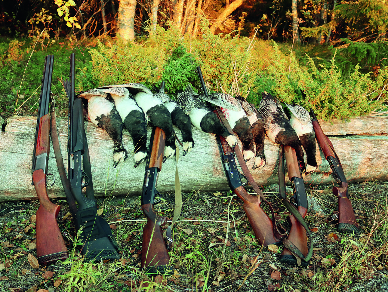 Изображение  Белощекая казарка — небольшой гусь весом до 2,5 кг. Фото: Василий ДМИТРИЕВ 