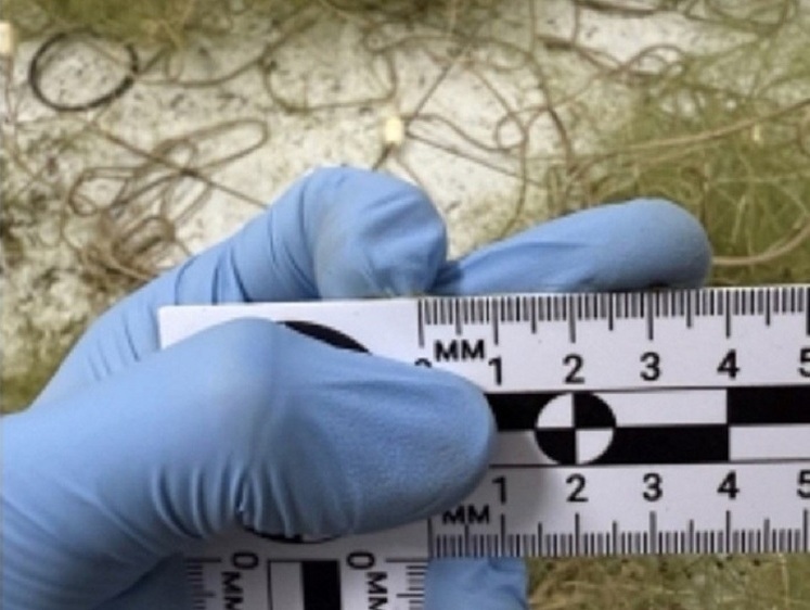 Браконьеры продавали осетров через интернет и теперь ждут суда