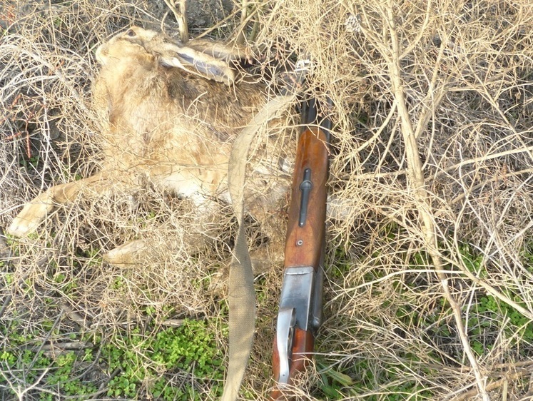 Почти шесть кило. Заяц на малой родине