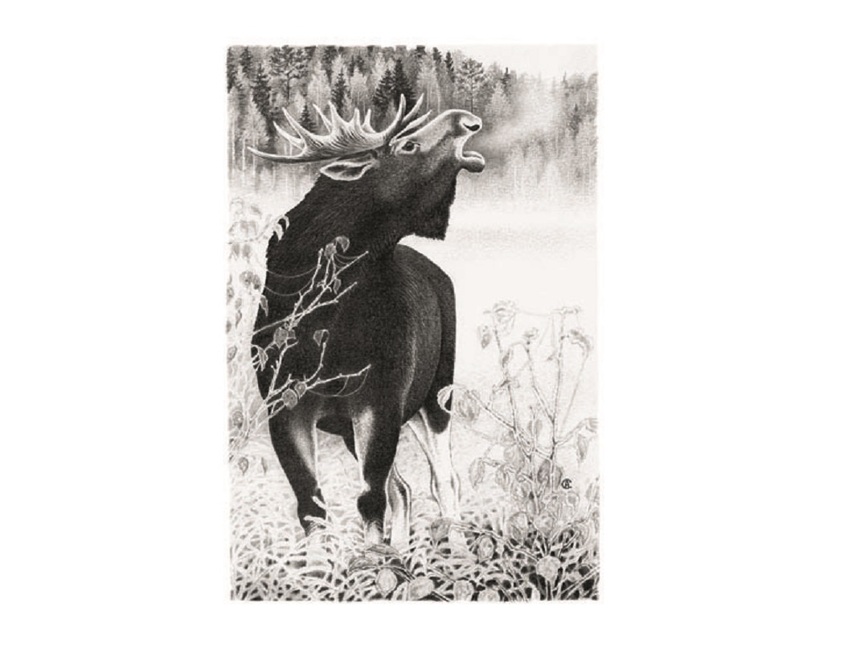 Изображение Иллюстрации Алексей СУББОТИН 