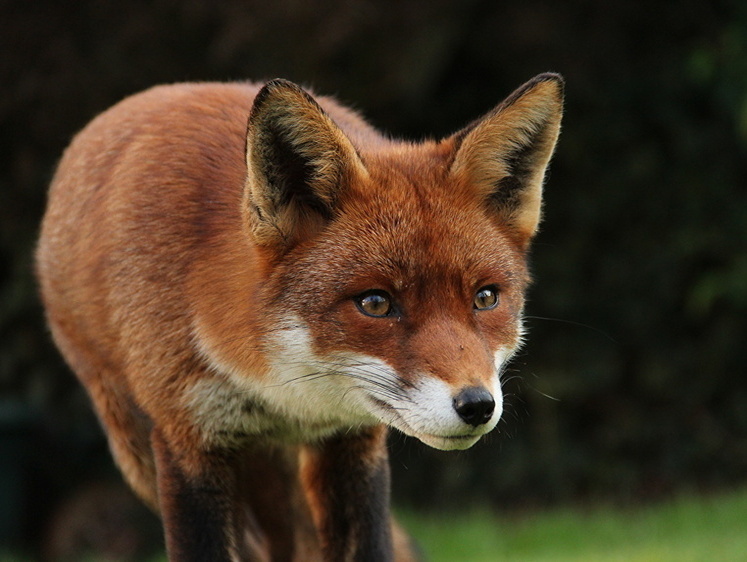 Бешеные лисы атакуют людей и собак. Сибирские власти вводят карантин