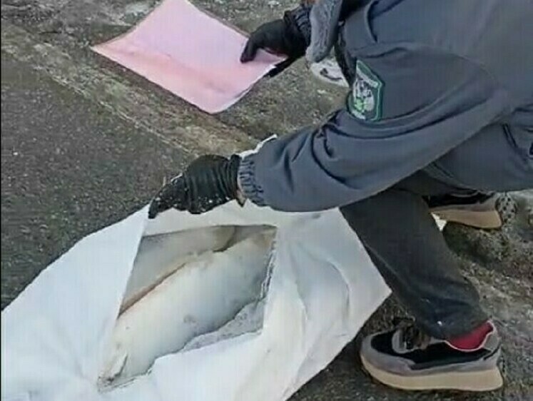 Из Казахстана пытались провезти лосося вместо щуки