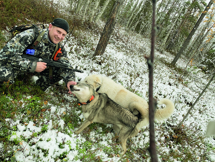 Сметая все на пути зверь кинулся в болото. Охота на лося с собаками