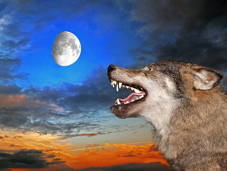 Дети под замком. Карелия и Архангельск снова окружены волчьим воем