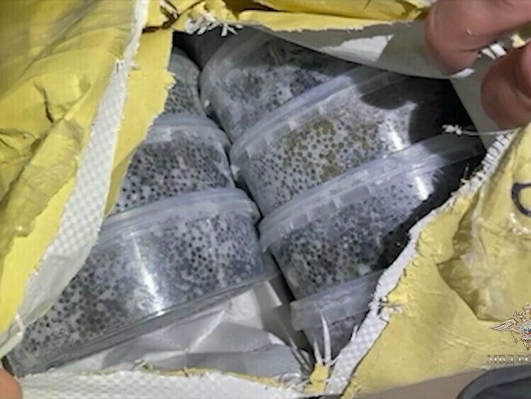 В фуре с мороженой кетой нашли 77 кг браконьерской черной икры