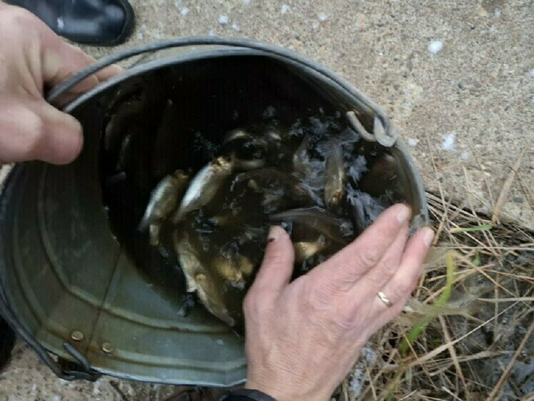 Состоялись компенсационные зарыбления Волги толстолобиком и стерлядью