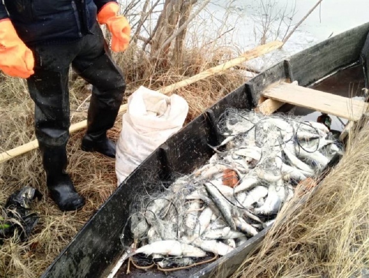 В Бурятии задержан браконьер, наловивший омуля на 1,7 миллиона