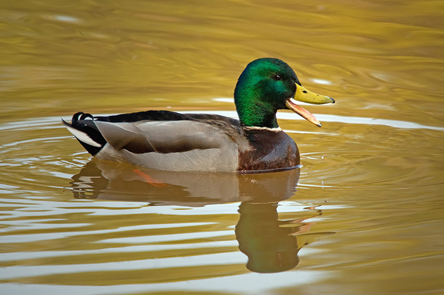 Изображение Фото: 1zoom.ru/kycb