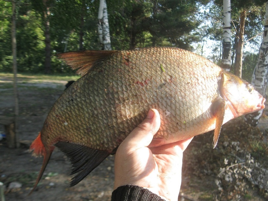 Изображение Фото автора. 