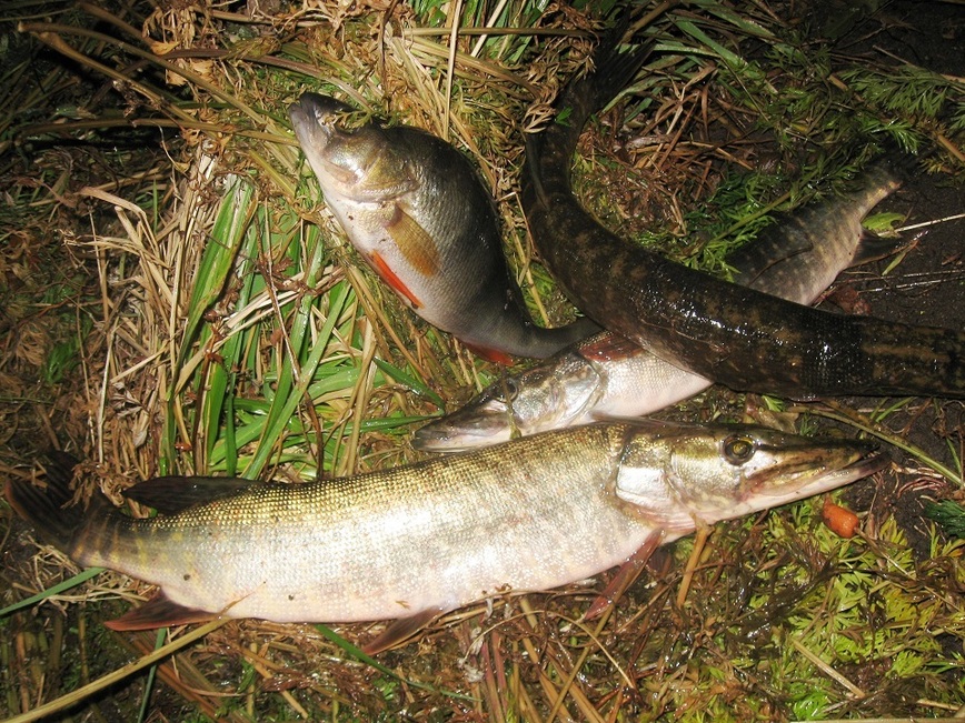 Изображение Фото автора. 