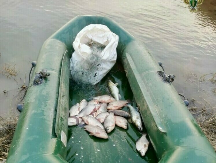 Суд обязал браконьеров оплатить 398 карасей, пойманных косынкой