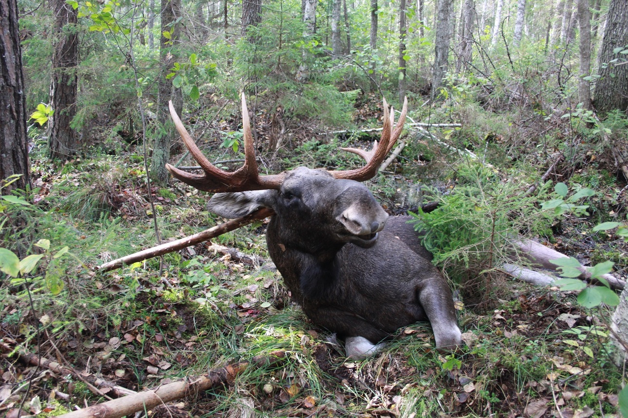 Изображение Фото автора 