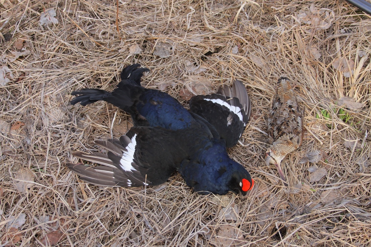 Изображение Фото автора 