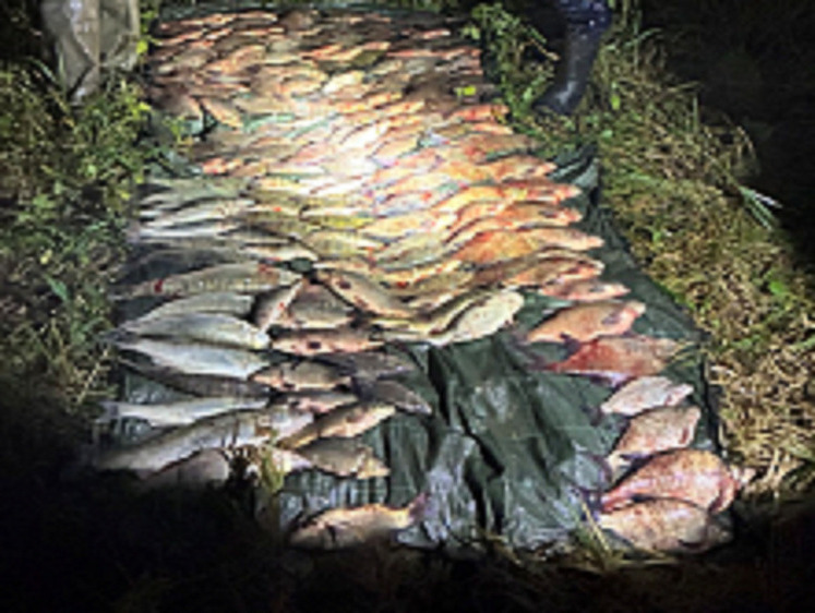 Сама факт применения сетей является уголовным преступлением