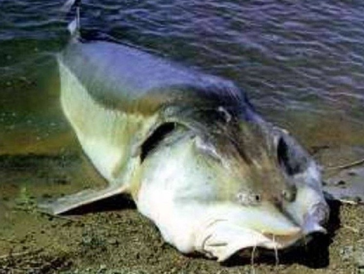 Запрет на добычу осетровых Каспия продлили еще на год