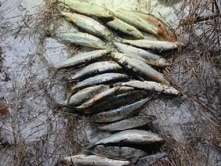 Омулевые браконьеры задержаны с уловом и сетями на берегу реки