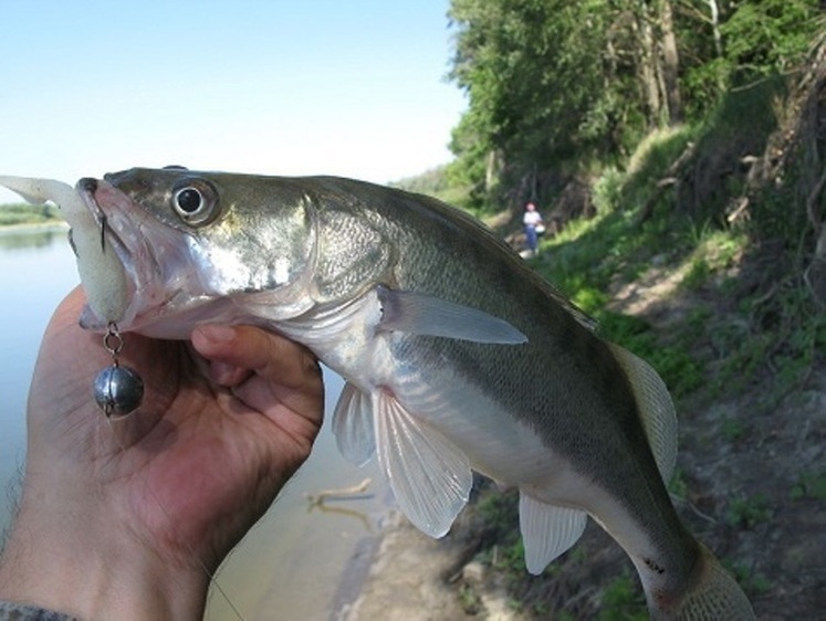 Всегда желанный судак