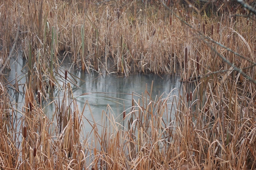 Изображение Фото: Яншевского Андрея.